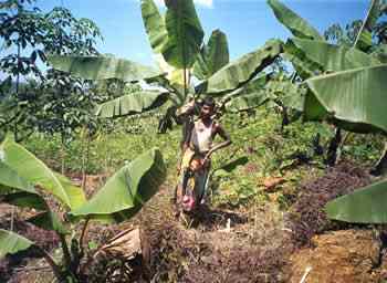 smallholder rubber intercropping